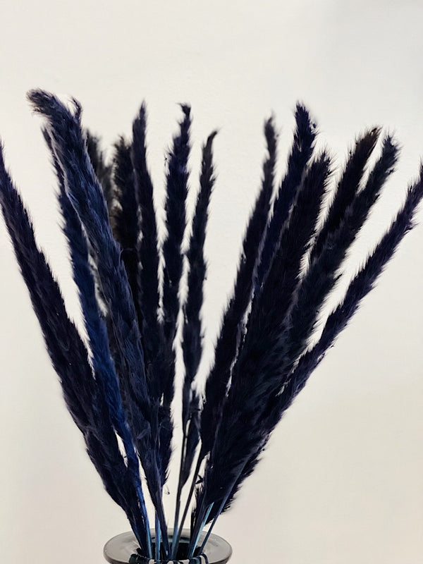 Black Reed Grass