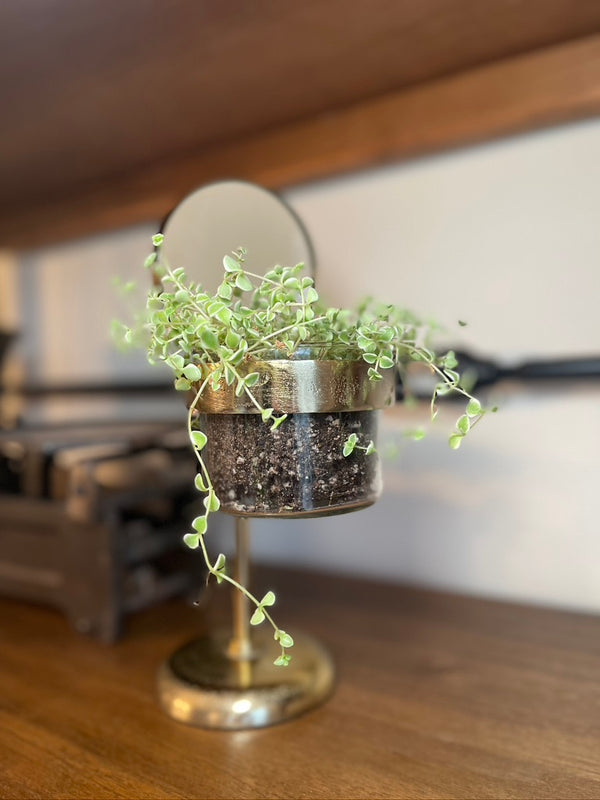 Magnifying Glass Planter