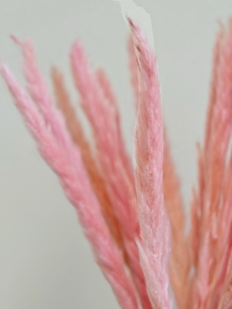 Pink Reed Grass