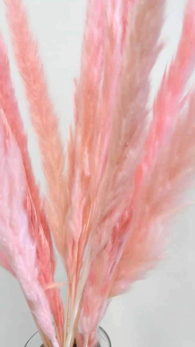 Pink Reed Grass