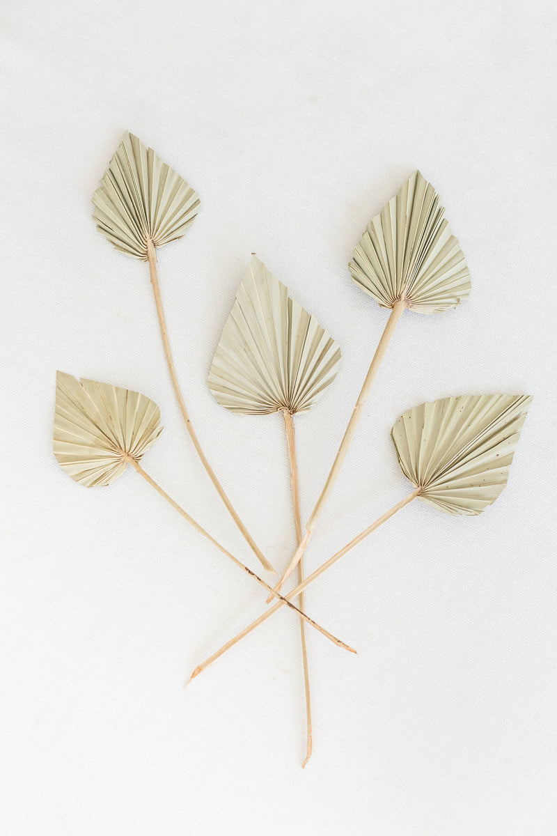 Dried Natural Sun Spears